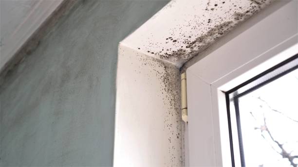 Best Forensic Mold Investigation  in Lovington, NM