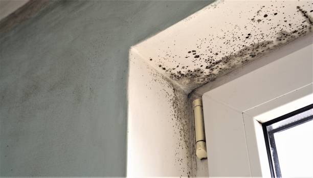 Best Basement Mold Removal  in Lovington, NM