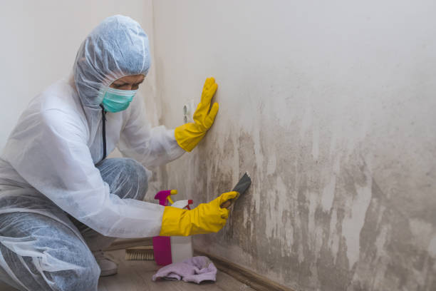 Best Biohazard Mold Removal  in Lovington, NM