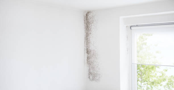 Best Mold Documentation for Insurance Claims  in Lovington, NM