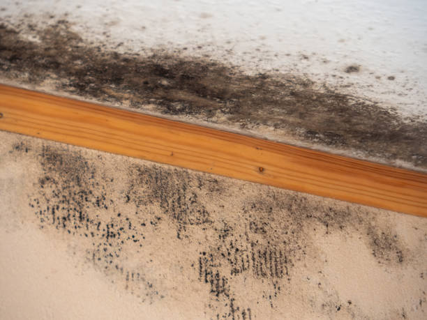 Best Mold-Related Health Consultation  in Lovington, NM