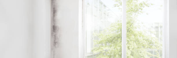 Lovington, NM Mold Removal Company